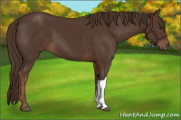 Horse Color:Liver Chestnut 