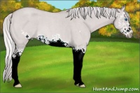 Horse Color:Platinum Red Dun Roan Splash Frame 
