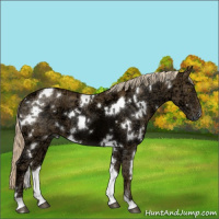 Horse Color:White Spotted Chocolate Palomino Ice 