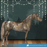 Horse Color:White Spotted Liver Red Dun Ice  and White Spotted Chocolate Palomino Ice Dun Rabicano 