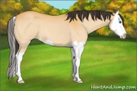 Horse Color:Buckskin Roan Splash 