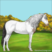 Horse Color:White Spotted Buckskin Tobiano Frame 