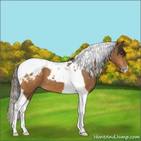 Horse Color:Buckskin Tobiano Appaloosa 