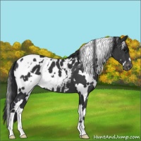 Horse Color:White Spotted Black Appaloosa 