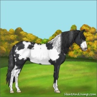 Horse Color:White Spotted Black Frame 