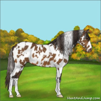 Horse Color:White Spotted Buckskin Appaloosa 