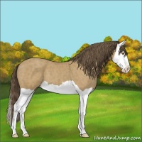 Horse Color:Classic Cream Champagne Splash 