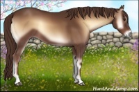 Horse Color:Red Onyx Sabino 