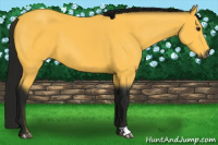 Horse Color:Gray Buckskin 