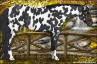 Horse Color:Black Appaloosa