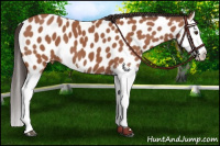 Horse Color:Bay Splash Appaloosa 
