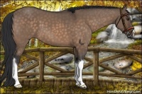 Horse Color:Brown Dun 
