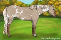Horse Color:White Spotted Liver Red Dun 