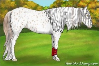 Horse Color:Amber Champagne Appaloosa  and Gold Champagne Appaloosa 