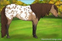 Horse Color:Buckskin Dun Appaloosa 