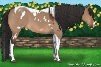 Horse Color:White Spotted Bay Dun Tobiano