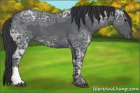 Horse Color:Black Ice 