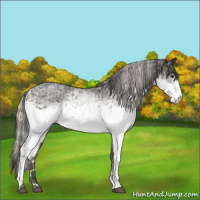 Horse Color:White Spotted Blue Roan Rabicano  and White Spotted Silver Blue Roan Rabicano 