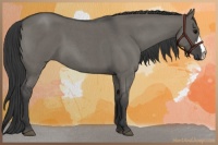 Horse Color:Grullo Roan 