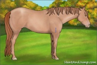 Horse Color:Gold Champagne