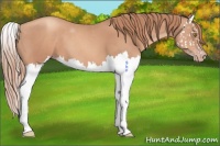 Horse Color:Gold Champagne Splash