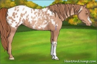 Horse Color:Gold Champagne Appaloosa 
