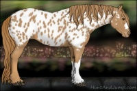 Horse Color:Chestnut Appaloosa