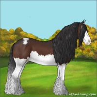 Horse Color:Brown Splash Appaloosa 