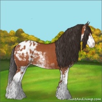 Horse Color:Brown Sabino Appaloosa