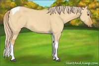 Horse Color:Palomino Dun Tobiano 