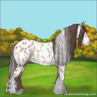 Horse Color:Amber Champagne Appaloosa  and Amber Champagne Splash Appaloosa 