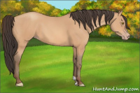 Horse Color:Amber Champagne 