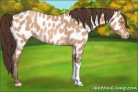 Horse Color:Amber Champagne Near Leopard 