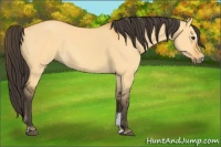 Horse Color:Buckskin Dun Sabino 