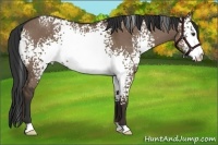 Horse Color:White Spotted Liver Red Dun Rabicano