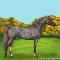 Horse Color:Liver Red Roan 
