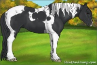 Horse Color:Black Tobiano 