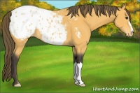 Horse Color:Buckskin Blanket 