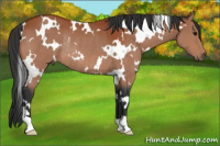 Horse Color:White Spotted Bay Rabicano 