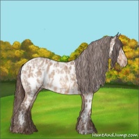 Horse Color:Amber Champagne Near Leopard  and Amber Champagne Roan Near Leopard 