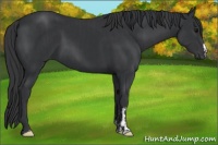 Horse Color:Black and Black