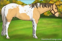 Horse Color:Buckskin Tobiano Varnish 