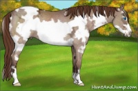 Horse Color:White Spotted Liver Chestnut Ice Frame Rabicano 