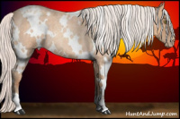 Horse Color:White Spotted Silver Amber Champagne Roan Appaloosa 