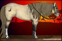 Horse Color:Buckskin Roan Varnish 
