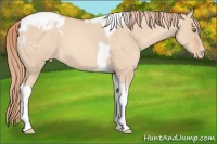 Horse Color:Gold Champagne Roan Dun Splash Tobiano Frame Varnish Rabicano 