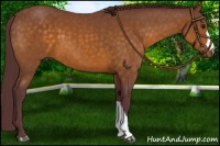 Horse Color:Chocolate Buckskin 