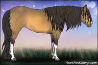 Horse Color:Buckskin 