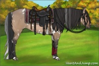 Horse Color:White Spotted Bay Dun 