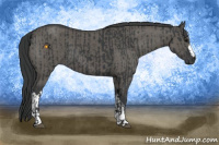 Horse Color:Black and Grullo
